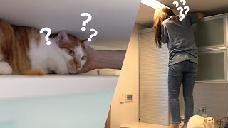 My Cat Was in Danger! (ENG SUB)