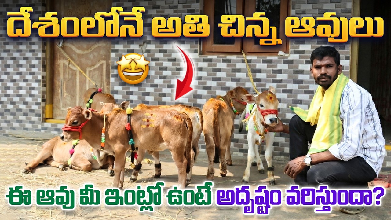 తక్కువ ధరలో పుంగనూరు ఆవులు అమ్మకానికి కలవు|Punganoor Cows for sale|చిన్న దూడలు|Andhra|CBNews