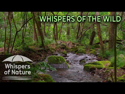 마음을 씻어내는 숲속 시냇물 소리 🌿 힐링 ASMR | 자연의 속삭임