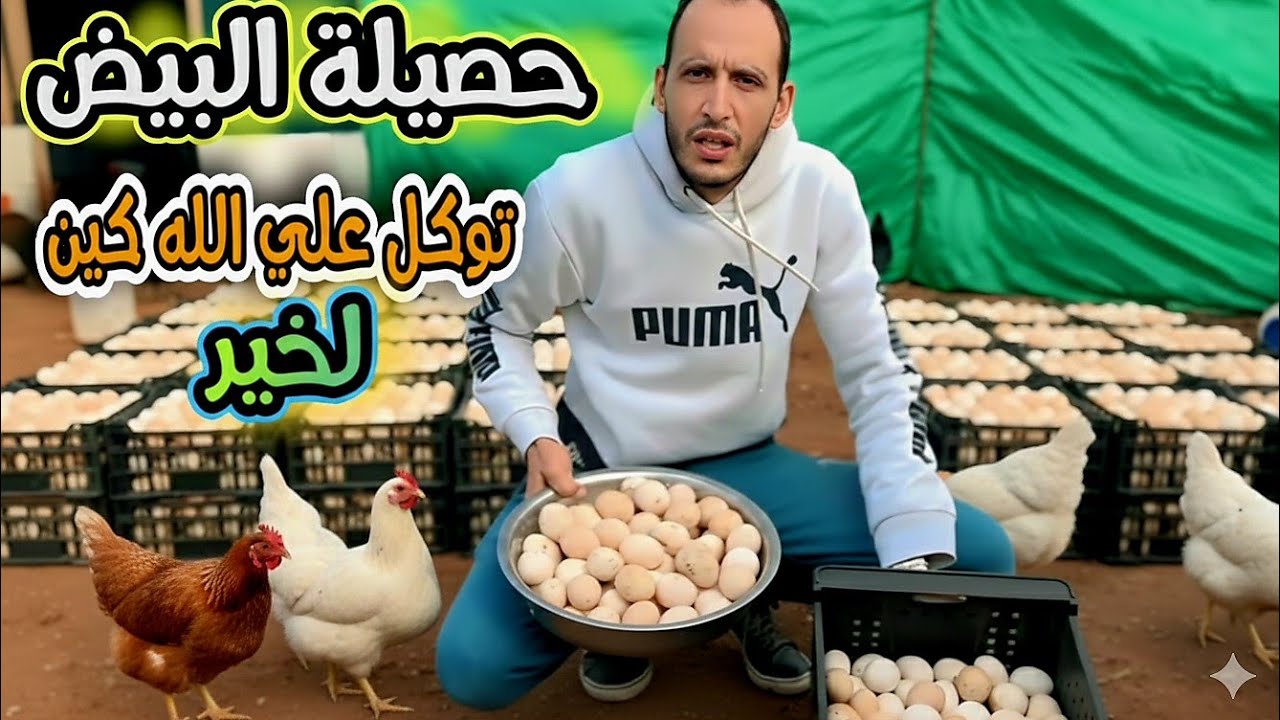 رشينا لملح لقمح أو جمعنا حصيلة البيض أو هادو هوما العوامل باش توازي الإنتاجية أو دزيد في رباح ديالك