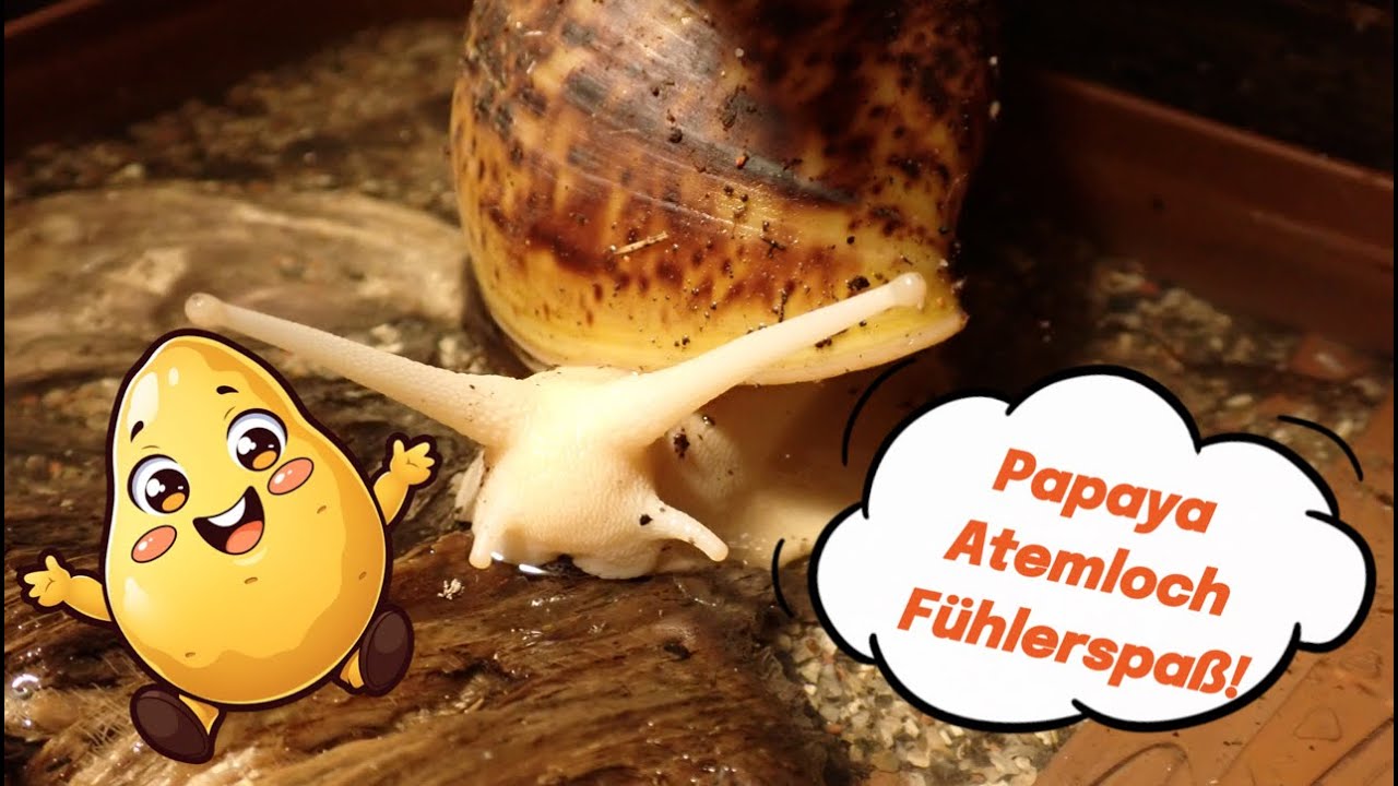 Schleimspuren der Woche 🐌 | Papaya-Premiere & Schnecken-Action | Achatschnecken