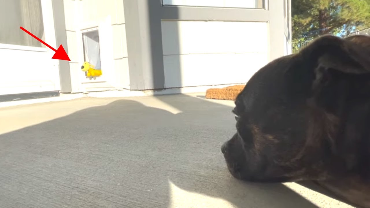 Dog panics when favorite toy gets stuck in Doggie door - YouTube