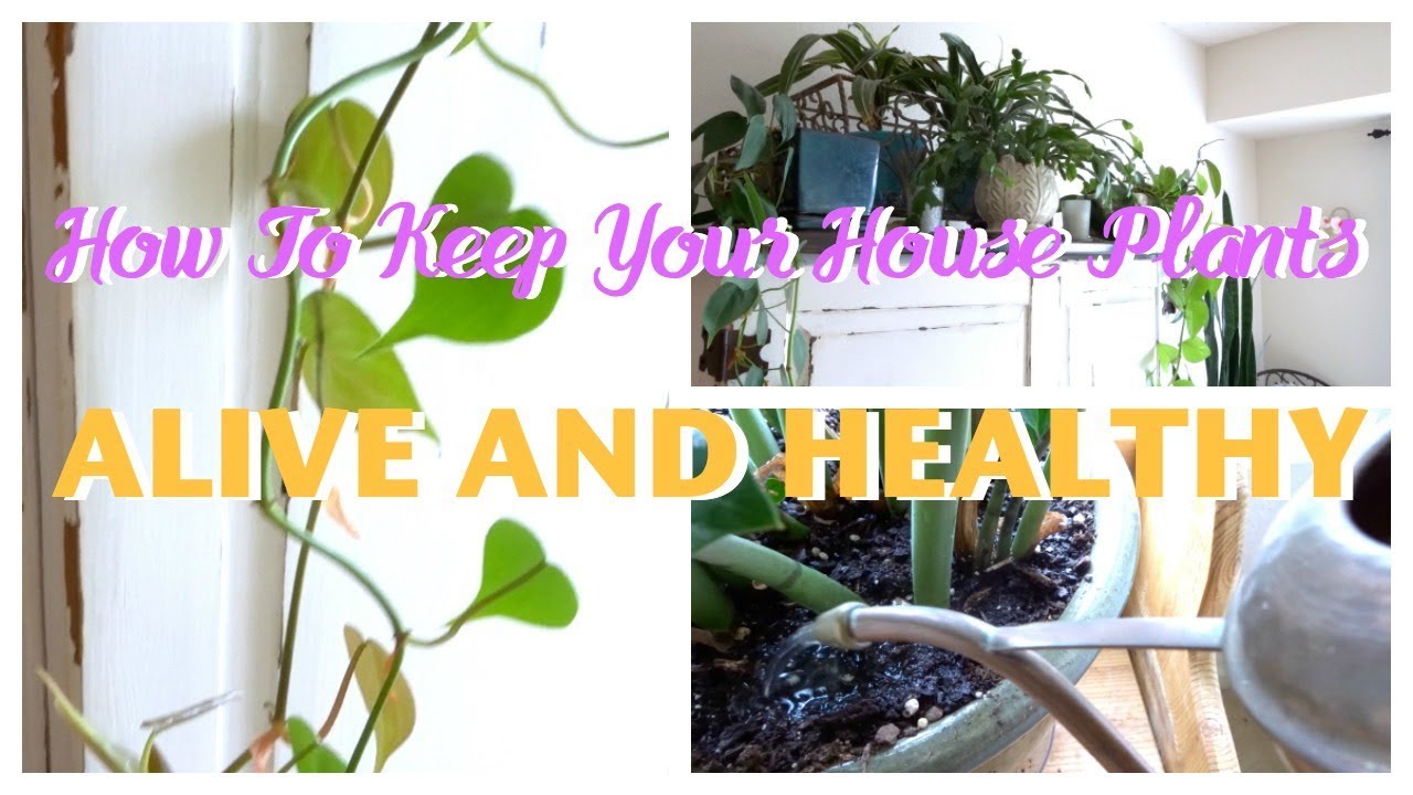 HOW TO KEEP YOUR HOUSE PLANTS ALIVE AND HEALTHY YouTube