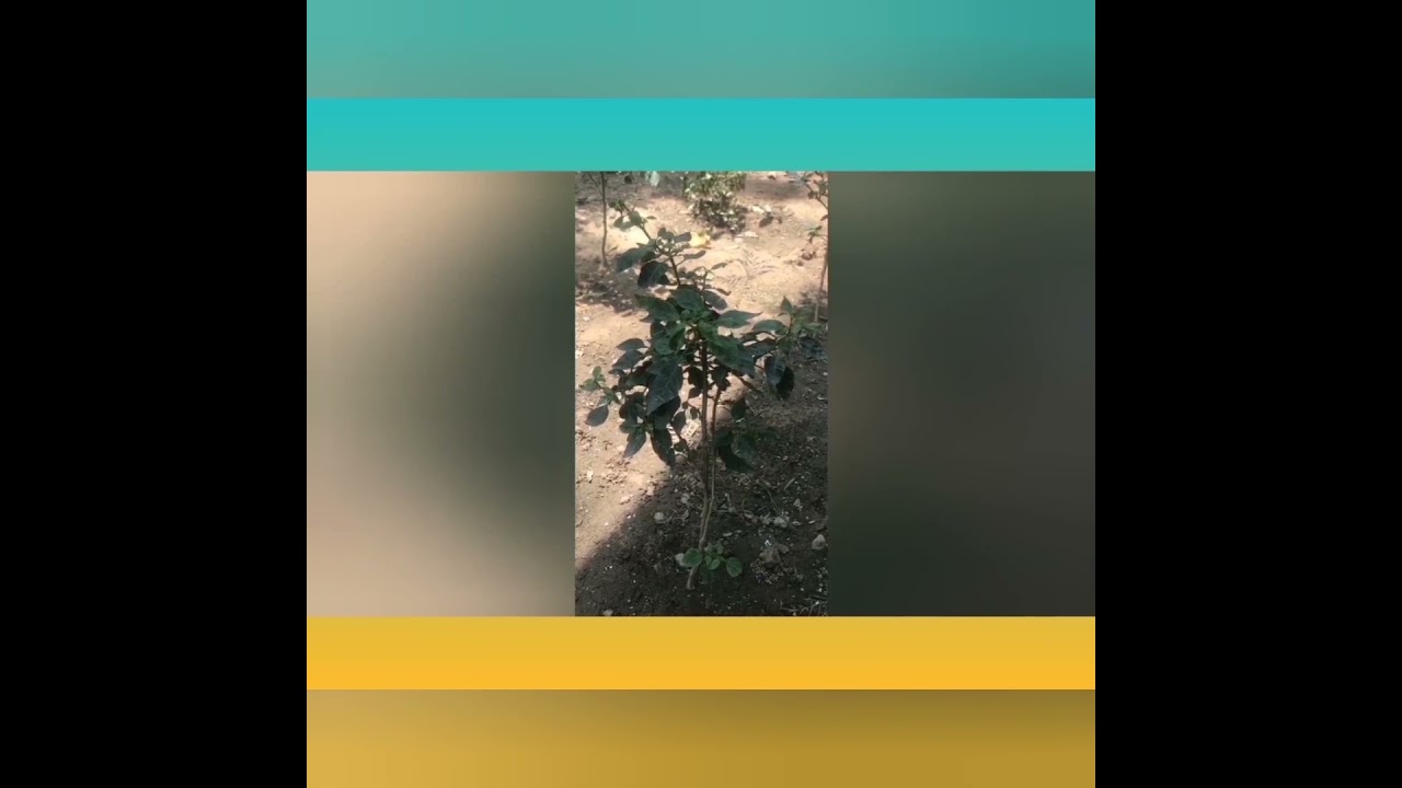 VIRTUAL TOUR  K.V. GOLE MARKET