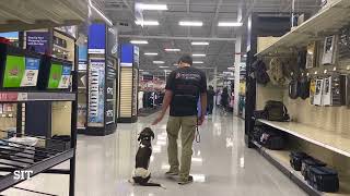 6 m/o Pointer/Lab Mix, Buddy, Best Dog Trainer, El Paso, TX