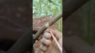 mencangkok pohon kelengkeng menggunakan sabut kelapa 🌾🌾‼️