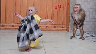 So funny cute! Monkey Su naughty stole Kuku's clothes while bathing