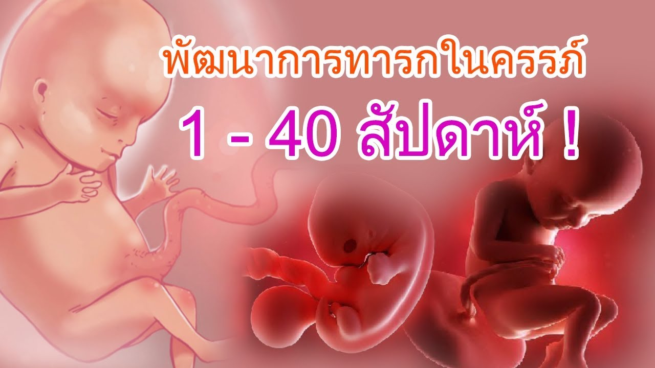 พัฒนาการทารกในครรภ์ : พัฒนาการของทารกในครรภ์ 1 - 40 สัปดาห์ | พัฒนาการลูกในท้อง | คนท้อง Everything