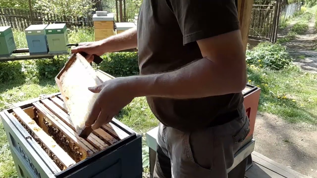 7.díl včelaření v šestirámku - tvorba oddělků jako protirojové opatření..