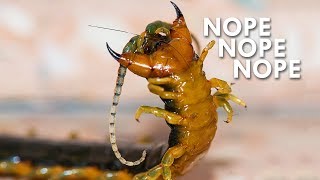 Centipedes: The Ultimate Nopes