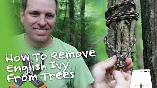 How To Remove English Ivy Vines From Trees DIY