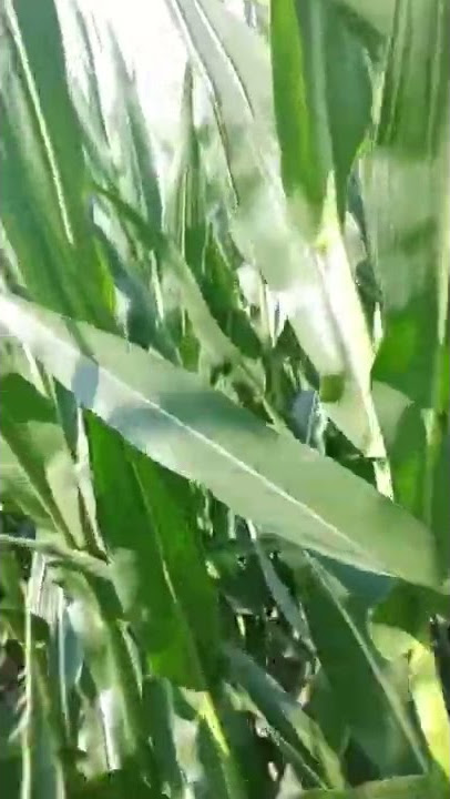 #ohmygod #korn #corn #twist #metal