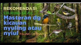 Top 5 Most Popular Master Birds with Flute-like Songs
