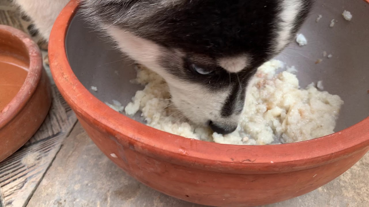 Husky puppy eating session YouTube
