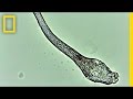 Are mites having sex on your face  national geographic