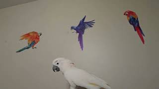 A Frisky Cockatoo Morning (volume alert ⚠️) by Mr. Max T.V. 3,624 views 1 day ago 6 minutes, 4 seconds