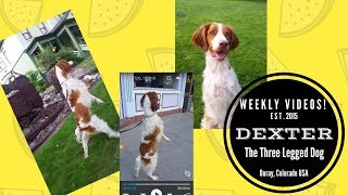 Dexter DOG WALKS ON HIND LEGS Trailer