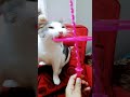مش راضي يسبها