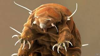 What Is A Tardigrade?