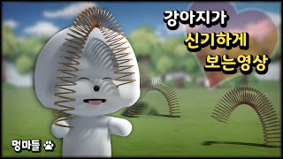 #멍마들  반려견이 신기하게 보는 영상 | 스프링 장난감과 삑삑이 소리 - A video that dogs watch in wonder