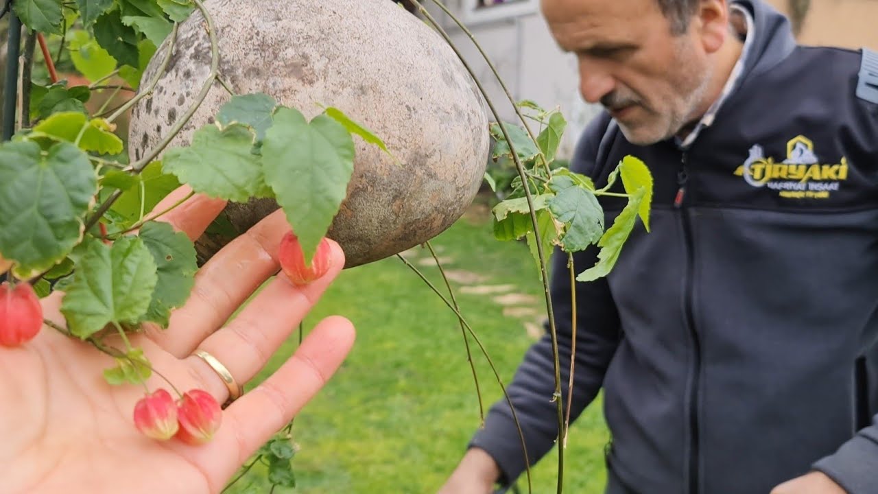Bordo Bulamacı Zamanı, Çeşme  Papatyası ve Ezan Çiçeği Üretimi, Bahçede Son Durum