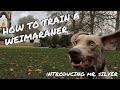How to train a WEIMARANER - Introducing Mr. Silver の動画、YouTube動画。