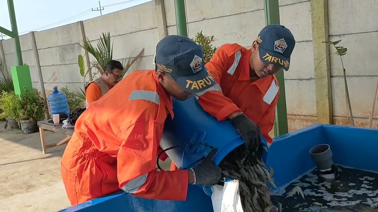 PANEN PARSIAL TEACHING FACTORY AGRIBISNIS PERIKANAN PAYAU LAUT SMK PERIKANAN DAN KELAUTAN PUGER