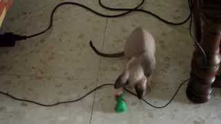 Sphynx kitten: old video of '13' playing by Gaby 328 views 10 years ago 19 seconds
