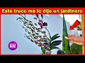 Mira lo que pasa cuando aplicas ÁLOE VERA en tus orquídeas, no quedara ni una sola rama sin FLORECER