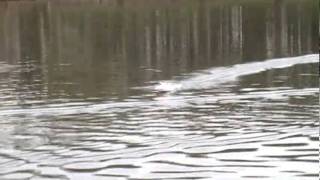 Kyosho Sunstorm 600 1St Run, Must Be Tuned