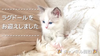 仔猫のラグドールをお迎えの様子をお届けします。そしてYouTubeチャンネルを開設しました。