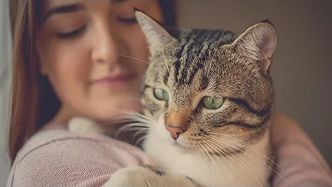 The bizarre mind-controlling parasite you contract from your cat