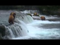 Природа Аляски Медведи грабители отбирают рыбу у медведей спортсменов на реке Brooks