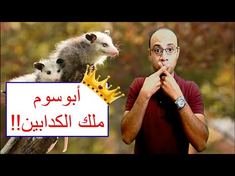 opposum liar - ملك الكدابين أنقذهم من المرض