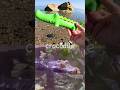 Learn at the Shore | Animal Names for Kids: Crocodile Chameleon Elephant Hedgehog Puffin