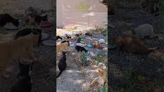 Paphos Cat Lady
