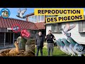 Reproduction 2024 des pigeons voyageurs