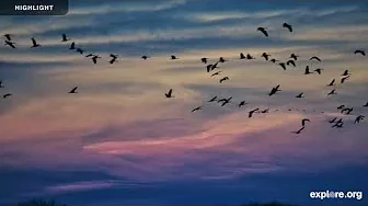 Audubon's Rowe Sanctuary's Crane | 2024 Highlights