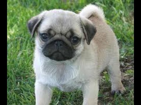 i want a pug i want a pug i want a pug i want a pug