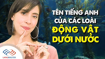 Từ vựng tiếng Anh cơ bản - Tất tần tật tên tiếng Anh của các loài động vật dưới nước [Langmaster]