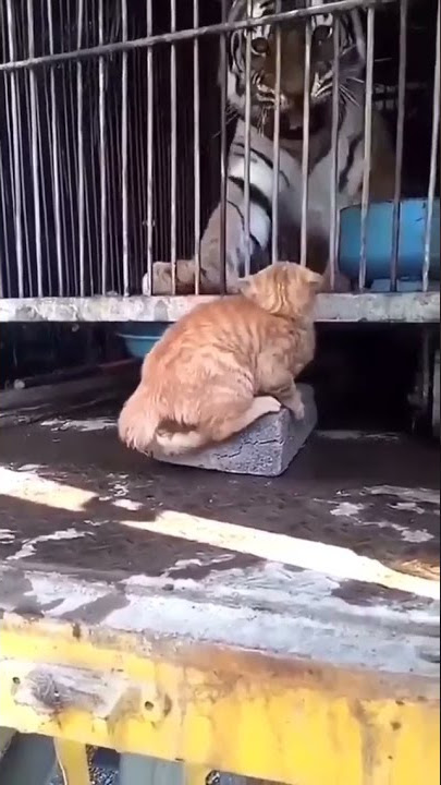 Cat Attitude Status 🔥 | Cat Attitude 😍 #cat