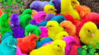 Menangkap ayam lucu, ayam warna warni, ayam rainbow, bebek, angsa, ikan hias, ikan cupang, Kelinci