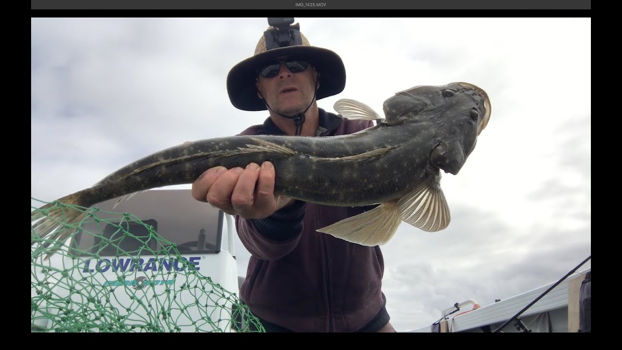 Catching Flathead and Jewfish fishing Lake Macquarie YouTube