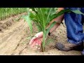 How to Determine Growth Stages of Vegetative Corn