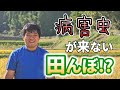 菅原陽介の自然栽培米の特徴とは / くまさんの力・ヒノヒカリ（自然栽培米専門店ナチュラルスタイル）