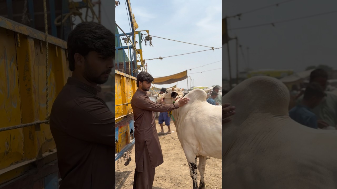 AJ AGAIN MANDI GAYE😍SODA NAHI BANA