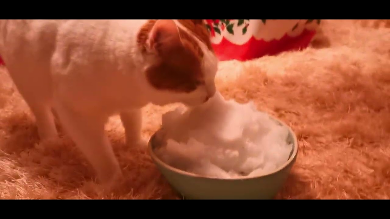Katze Gehirnfrost - Cat Brain Freeze