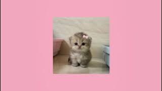 Pretty Little Baby - Connie Francis [ speed up ]