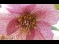 Rosa de cuaresma helleborus orientalis wwwriomoroscom