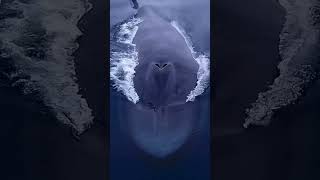 الحوت الازرق .!